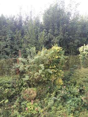 Bild 1 - 1-Zimmer Appartment, schön aufgeteilt -mit Einbauküche- zu vermieten