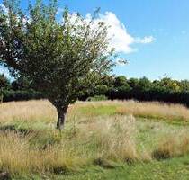Ein Haus bauen und einen Baum pflanzen -hier haben Sie die Möglichkeit- Grundstück mit Bauvoranfrage - Born a. Darß