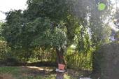 Baum voller Früchte - 