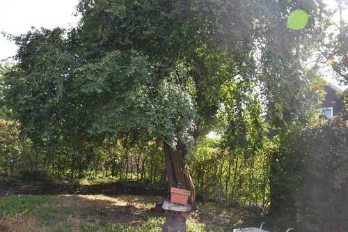 Baum voller Früchte - 