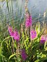 Natur - 