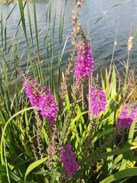 Natur - 