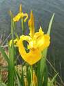 Natur - 