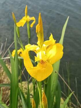 Natur - 