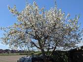  Apfelbaum - für Ihren Kuchen.jpg - 