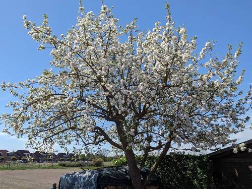  Apfelbaum - für Ihren Kuchen.jpg - 