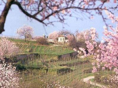 Mandelblüte - Grundstück zum Kaufen in Neustadt