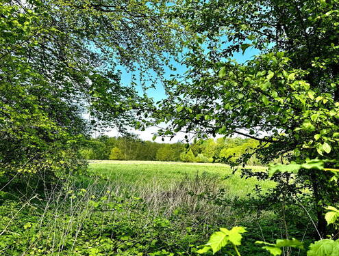 Blick auf die Wiese - 