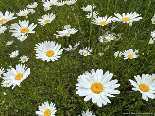 Blumen - 
