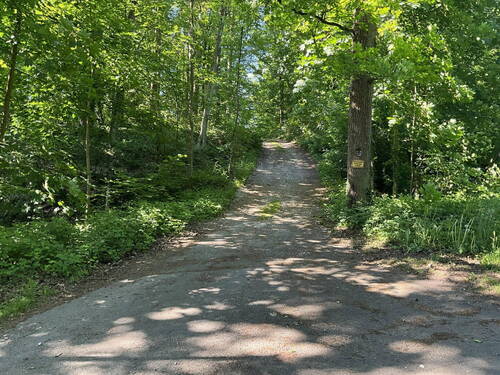 Zufahrt durch den Wald - 
