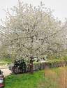 Kirschbaumblüte - 