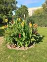 Garten im Sommer - 