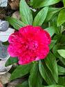 Weitere Bilder auf Anfrage - 