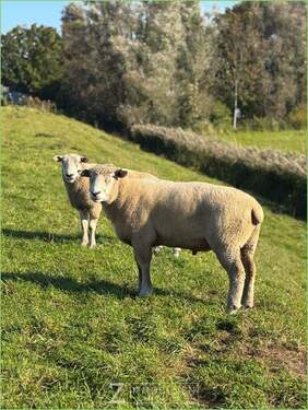 Ihre Nachbarn - 