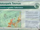 Koe REH am Waldrand-02 - 