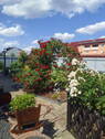 Rosenbeet - 