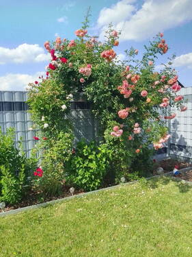 Blumenbeet Garten - 