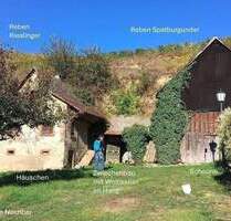 Baugrundstück mit Rebland und Bestandsgebäude + Vogtsburg-Bickensohl-Breisach + Rebterrassen + Weinkeller im Löshang - Vogtsburg im Kaiserstuhl