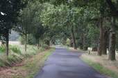 Umgebung Allee - 