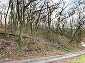 Bild 1 - Waldgrundstück im Kreis Bad Kreuznach zu verkaufen