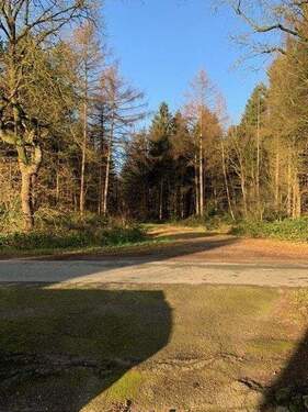 Ausblick / Waldeingang - 