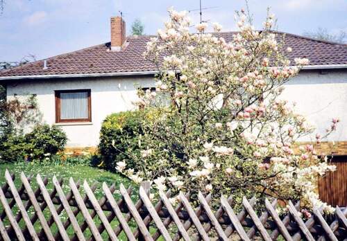 bald blüht die Magnolie - 