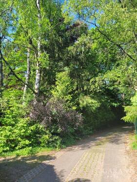 Straße zum Grundstück - Grundstück zum Kaufen in Trippstadt