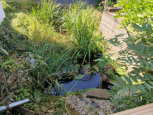 Gartenteich - 