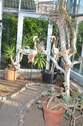 Wintergarten-Ambiente Bild 3 - 