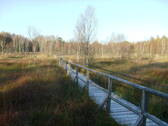 Wanderweg im Dosenmoor - 