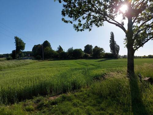 Grüne Lage... - 