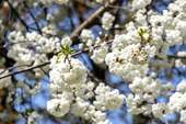 ViktoriaPark_0682 - 
