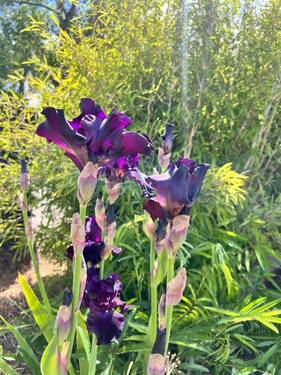 Sommer-Impression - 