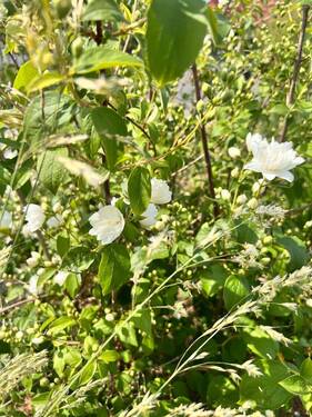 Sommer-Impression - 