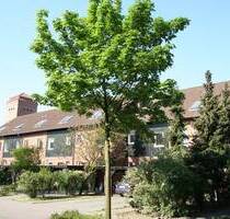 Citynahes Reihenhaus mit pflegeleichtem Garten! - Burgdorf
