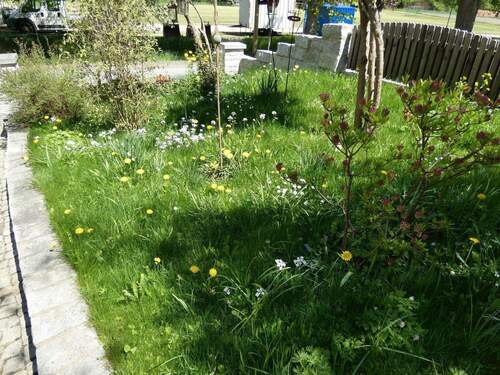 Grünfläche im Grundstück - 