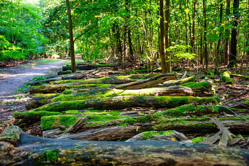 Gruenewald_0830_1 - 