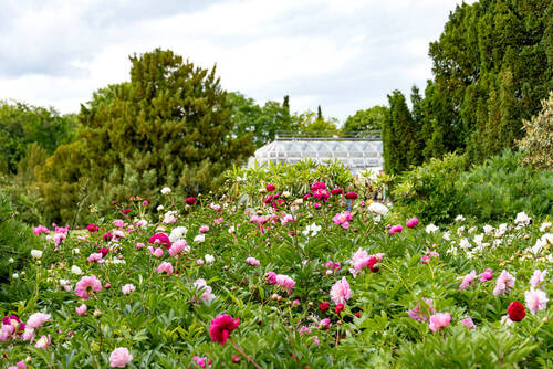 BotanischerGarten_5197 - 
