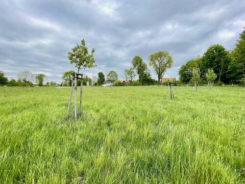 Zukünftige Bebauungsfläche - Grundstück zum Kaufen in Bischofswerda