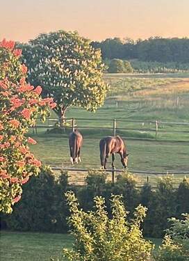 Impressionen aus dem Garten - 