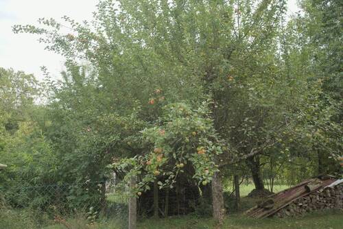 Apfelbaum, Sorte: Goldparmäne - 