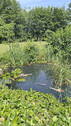Teich - 