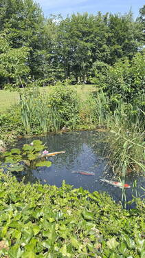 Teich - 