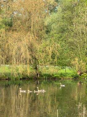 Ententeich im Park.jpg - 