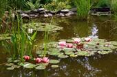Teich - 