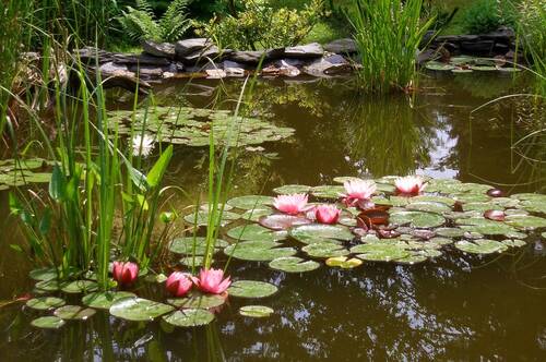 Teich - 