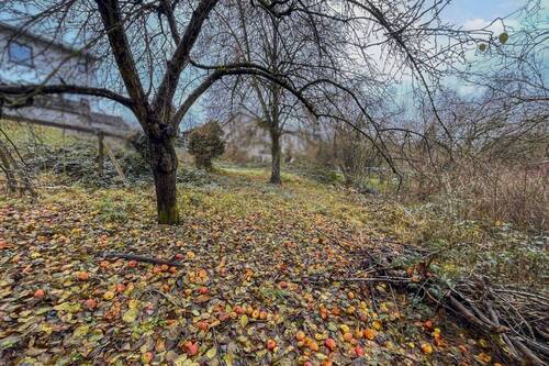 Apfelbaum - 