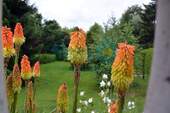 Garten mit Blumen - 