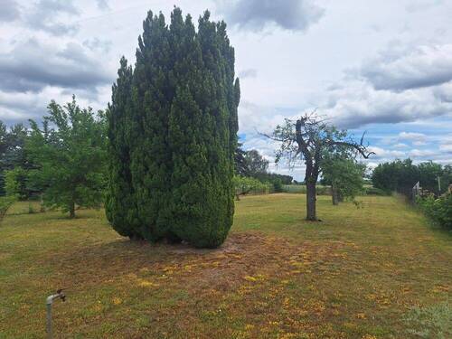 Blick in den Garten - 