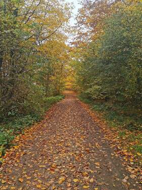 Der Weg von Ihrem neuen Zuhaus zur Trave/ Ostsee
Hier darf man auch Reiten - 